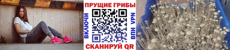 Галлюциногенные грибы Cubensis  Сосенский 